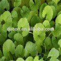 Centella Asiatica Extrait poudre 4: 1 10: 1 etc.